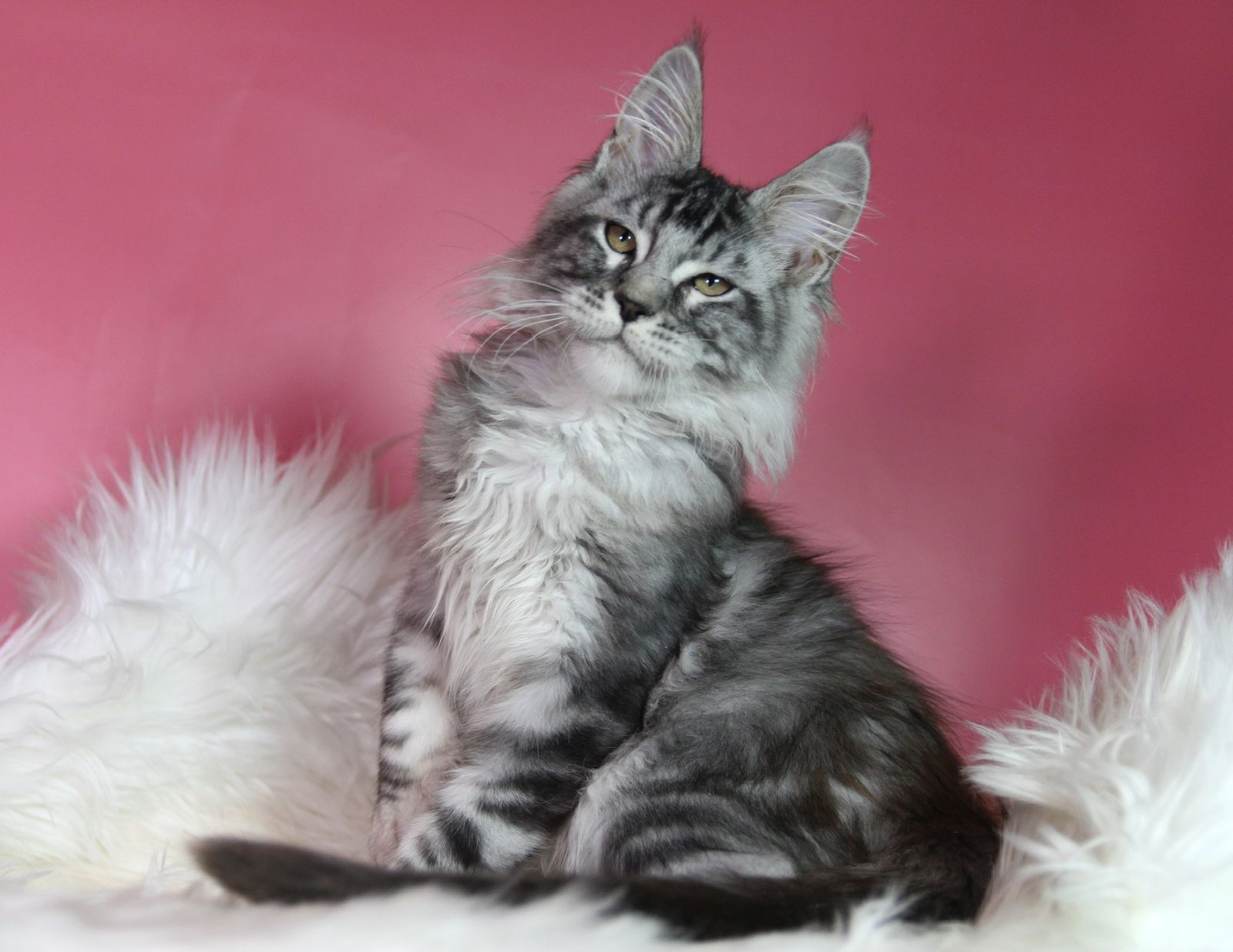 Kai R Maine Coon kitten - Available for adoption at FavCats