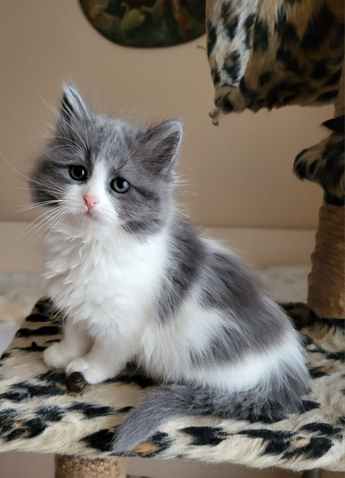 Daisy U Siberian Cat kitten - Available for adoption at FavCats