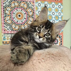 Habanera R Maine Coon kitten - Available for adoption at FavCats