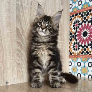 Hiops R Maine Coon kitten - Available for adoption at FavCats