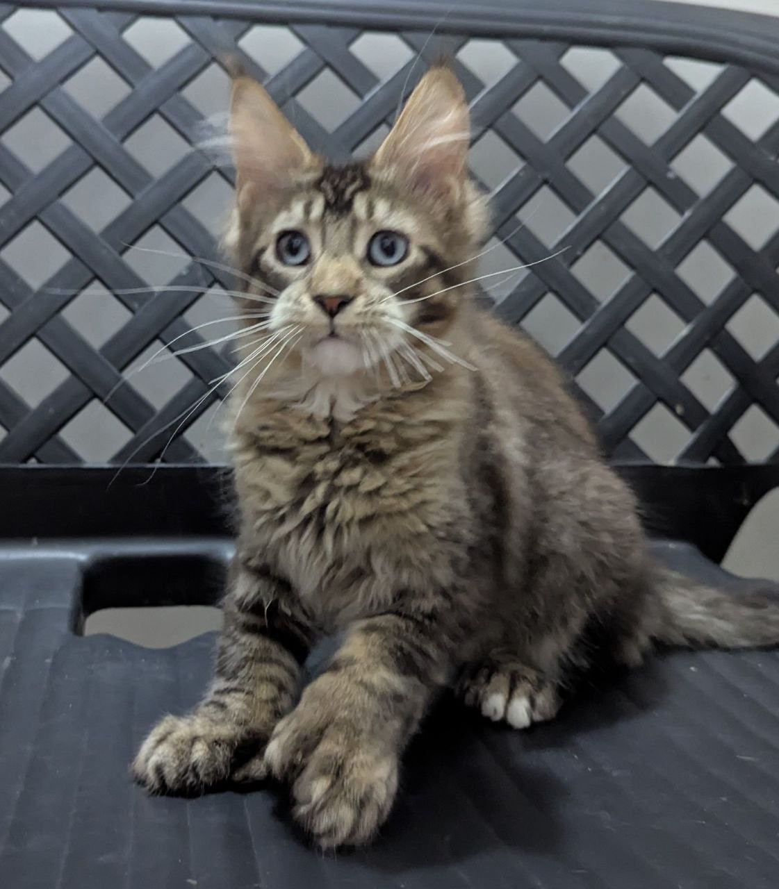 Xuomi Polydactyl 7/7/6/6 R Maine Coon kitten - Available for adoption at FavCats