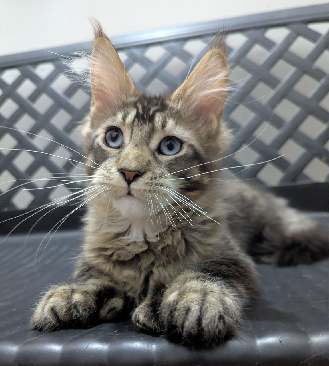 Xuomi Polydactyl 7/7/6/6 R thumbnail