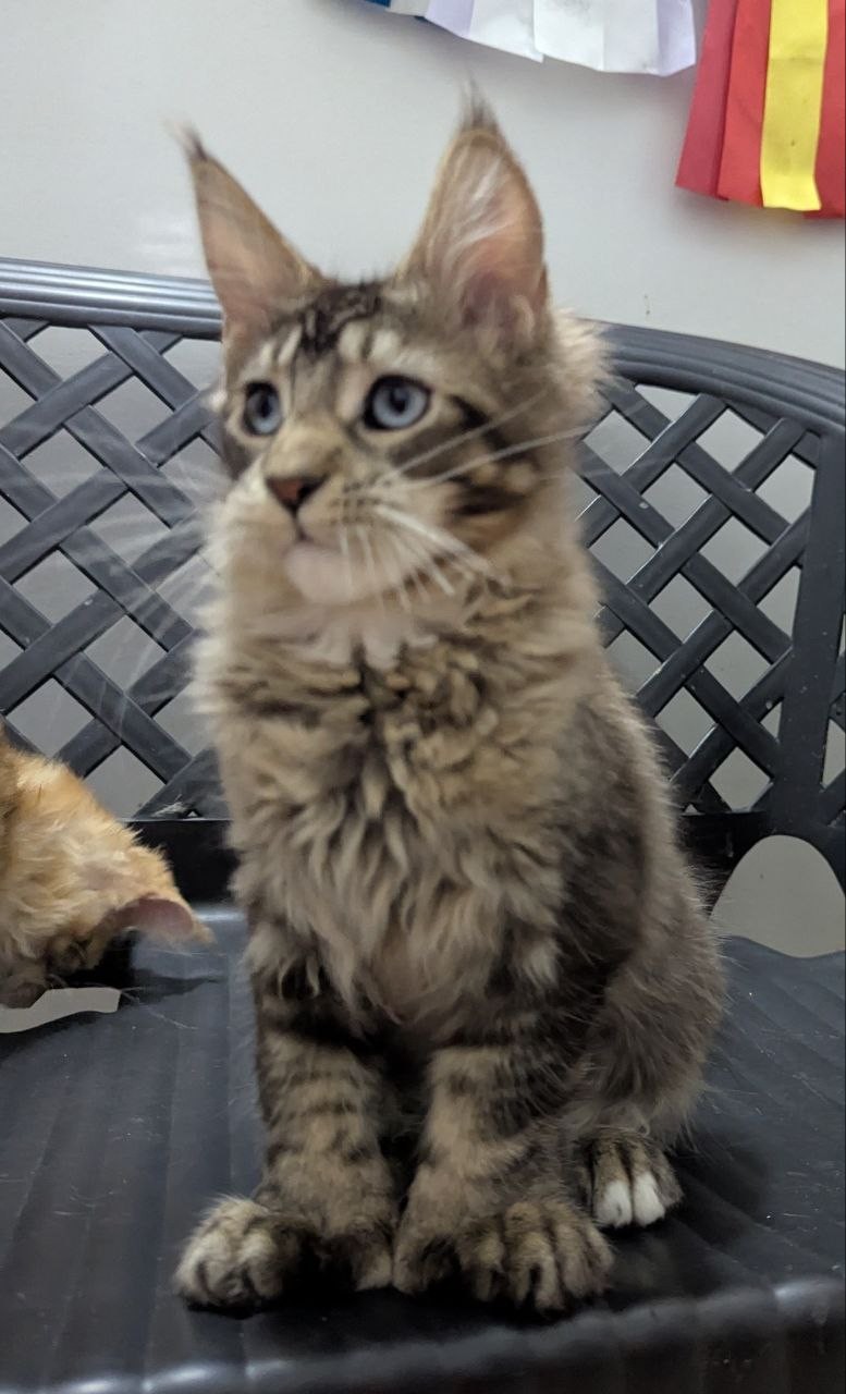 Xuomi Polydactyl 7/7/6/6 R thumbnail