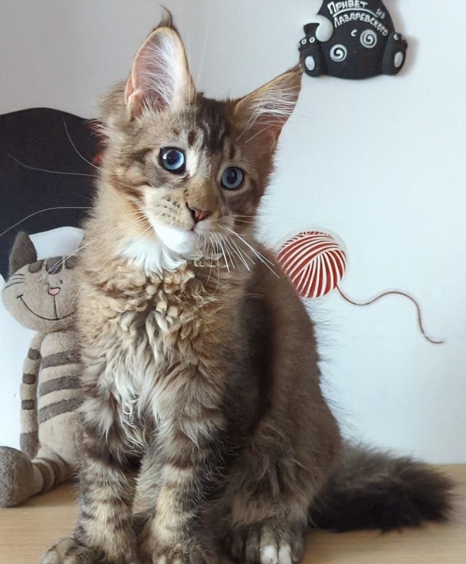 Xuomi Polydactyl 7/7/6/6 R