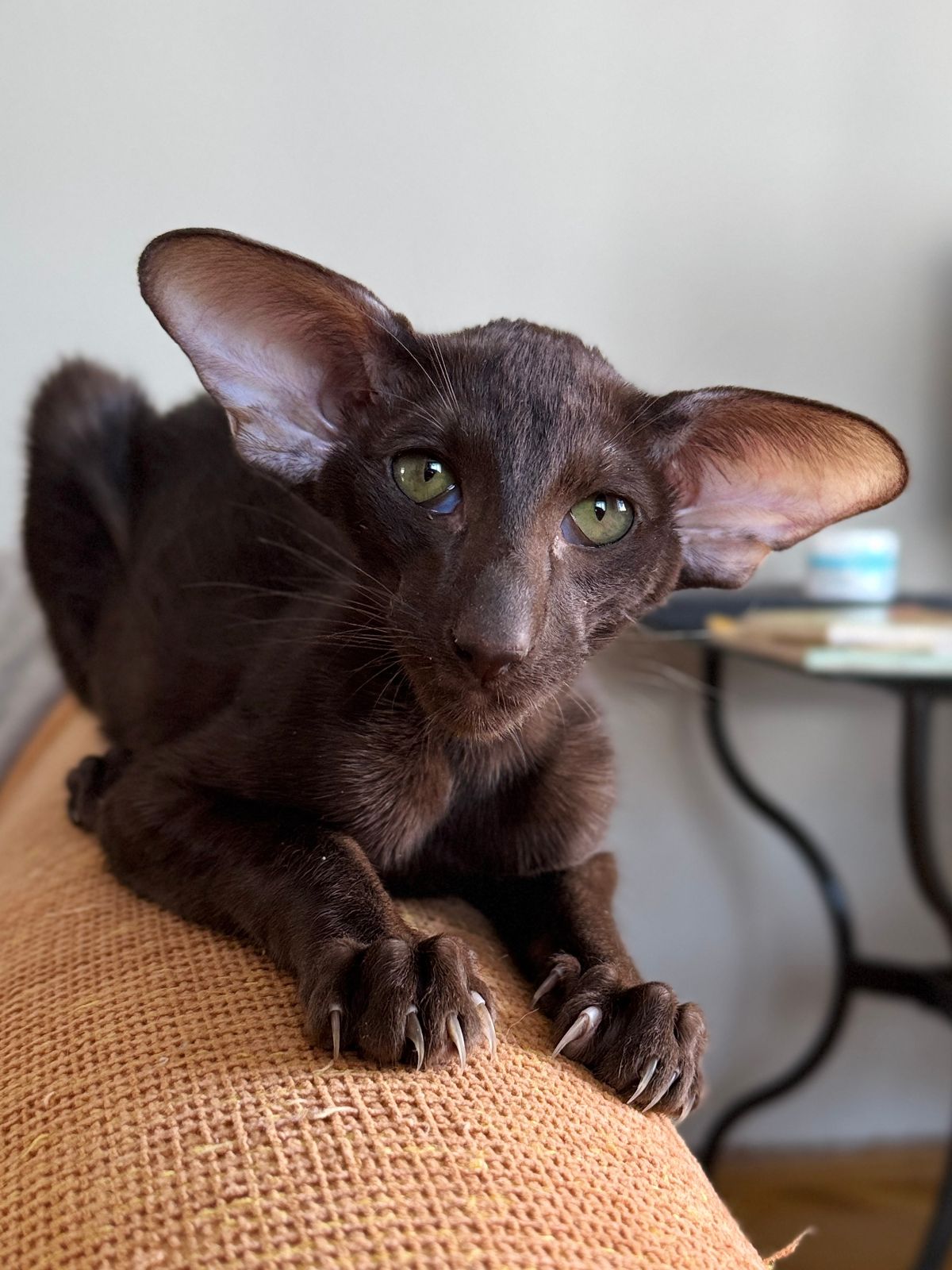 Stefan R Oriental Cat kitten - Available for adoption at FavCats