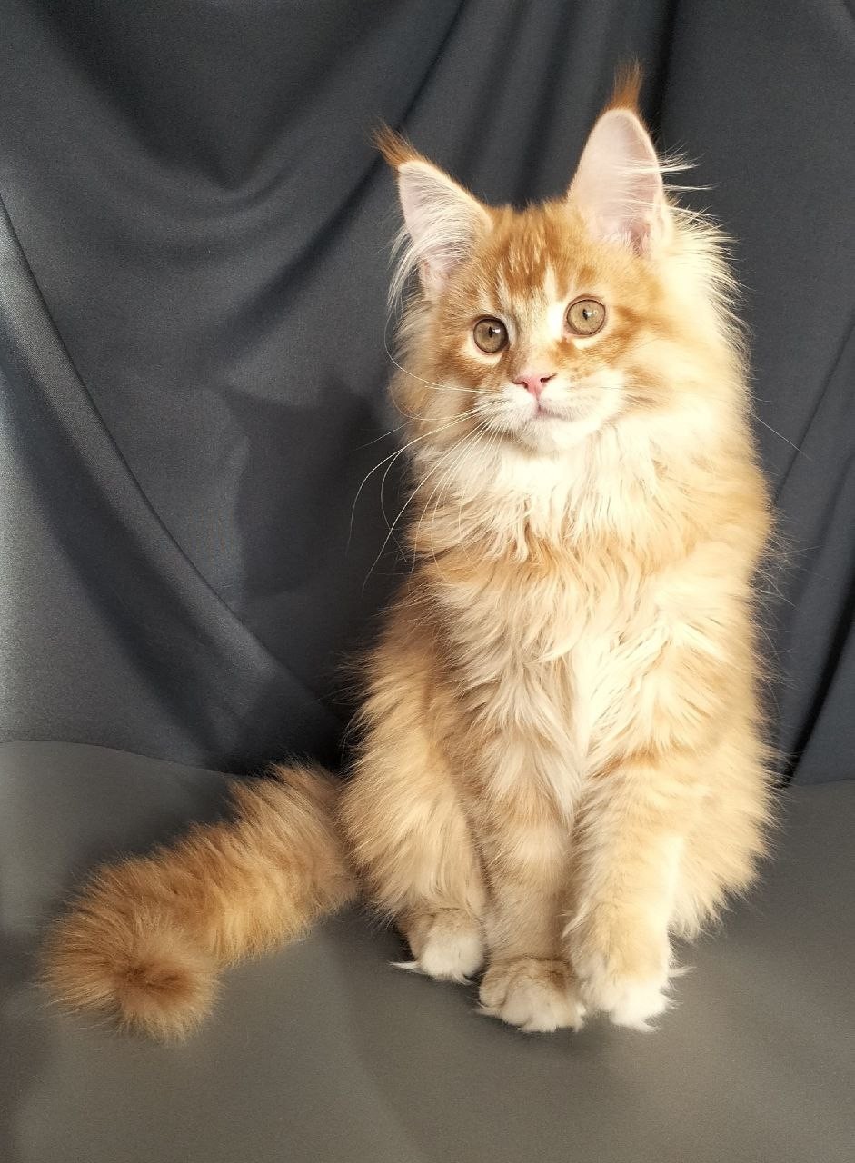 Markiz R Maine Coon kitten - Available for adoption at FavCats