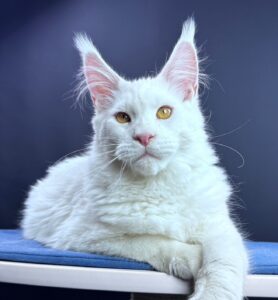 Errol R Maine Coon kitten - Available for adoption at FavCats