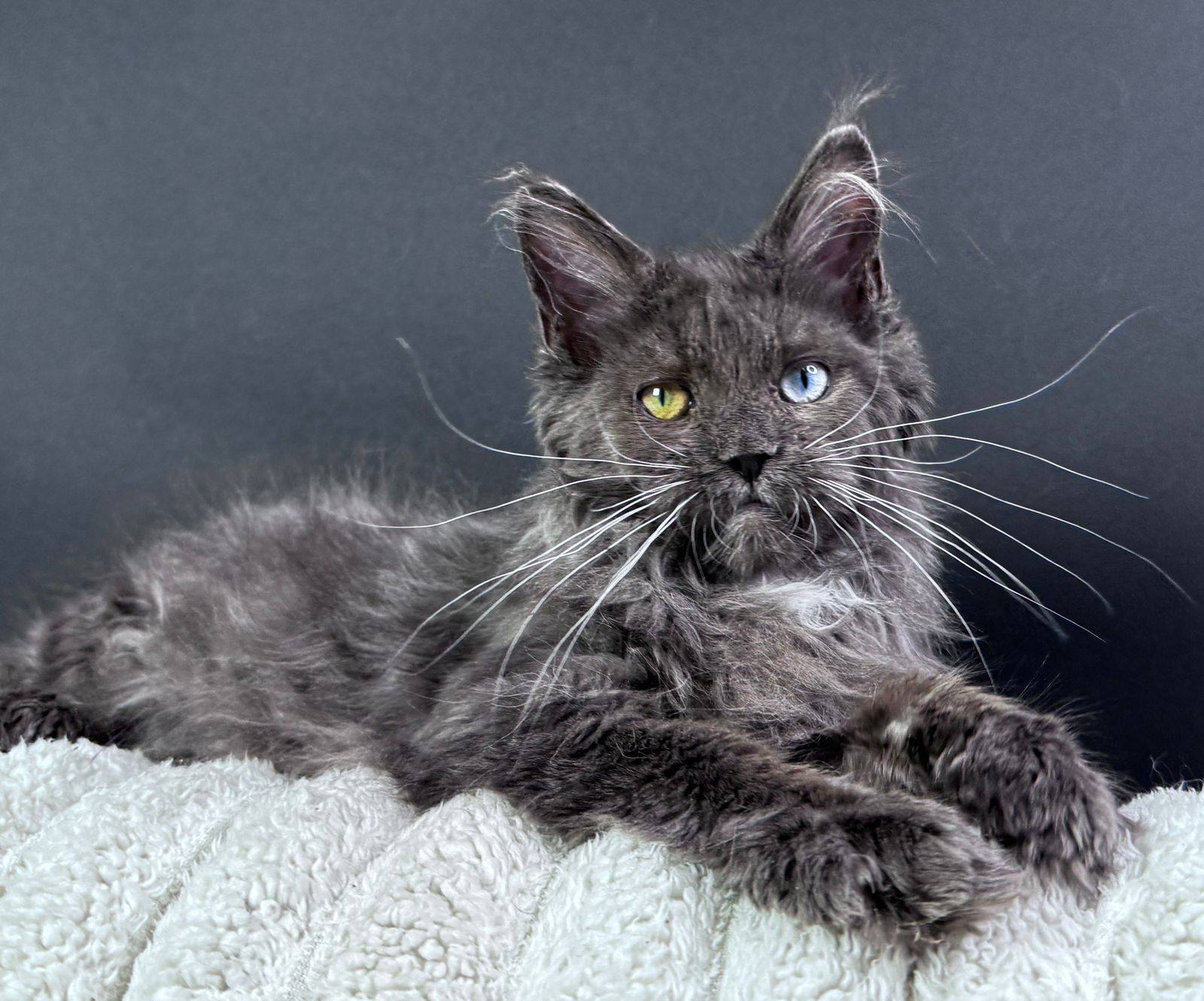 Jewel R Maine Coon kitten - Available for adoption at FavCats