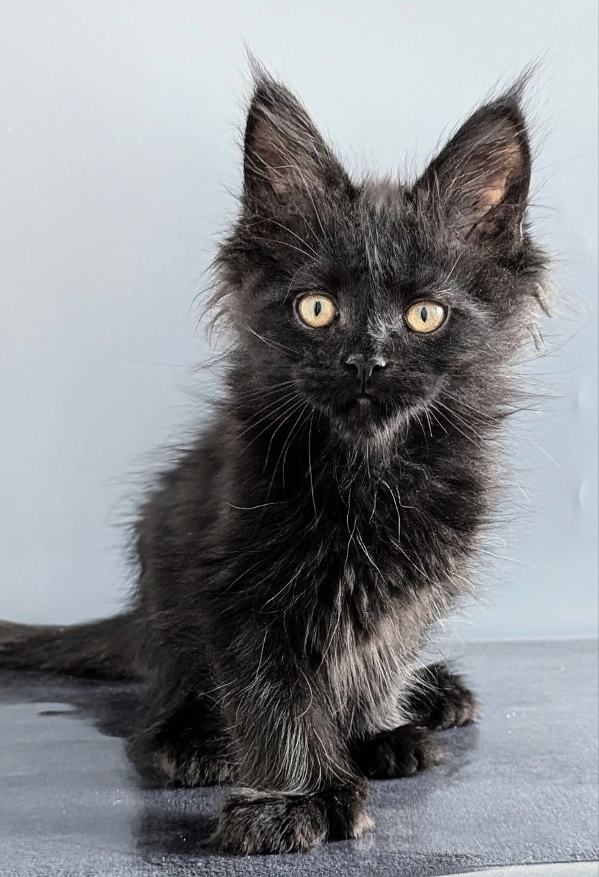 Question Polydactyl 6/6/6/6 R