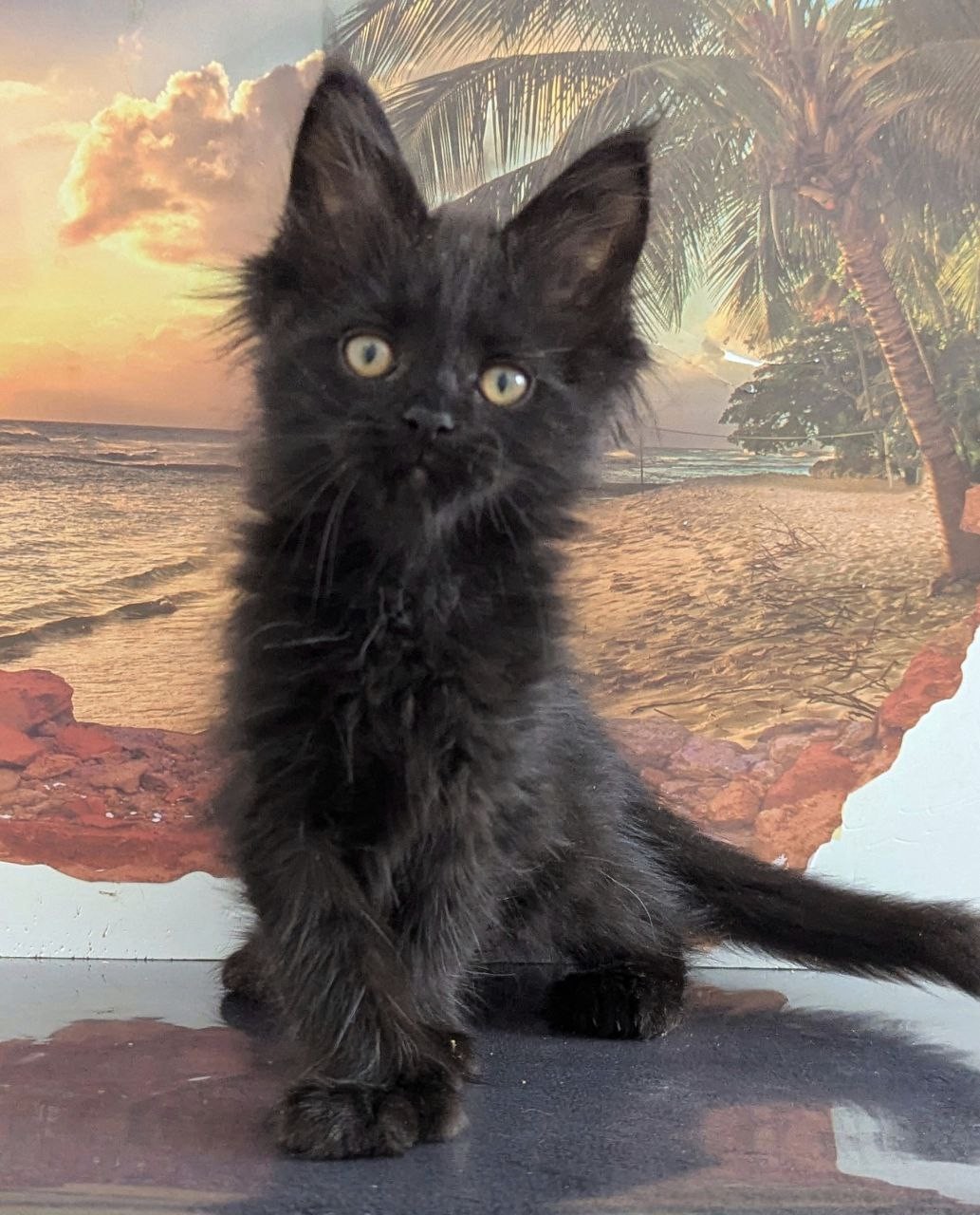 Question Polydactyl 6/6/6/6 R