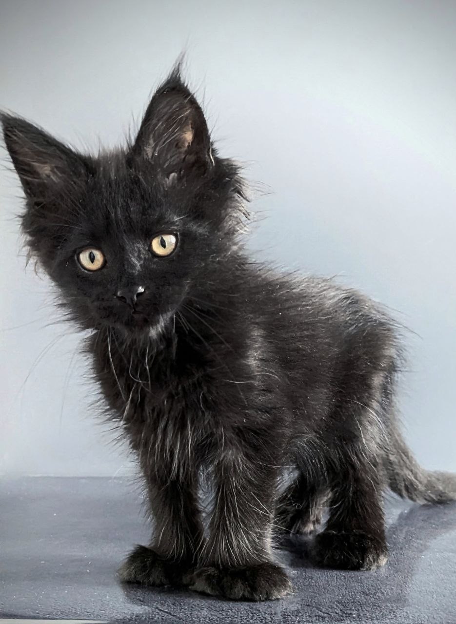 Question Polydactyl 6/6/6/6 R