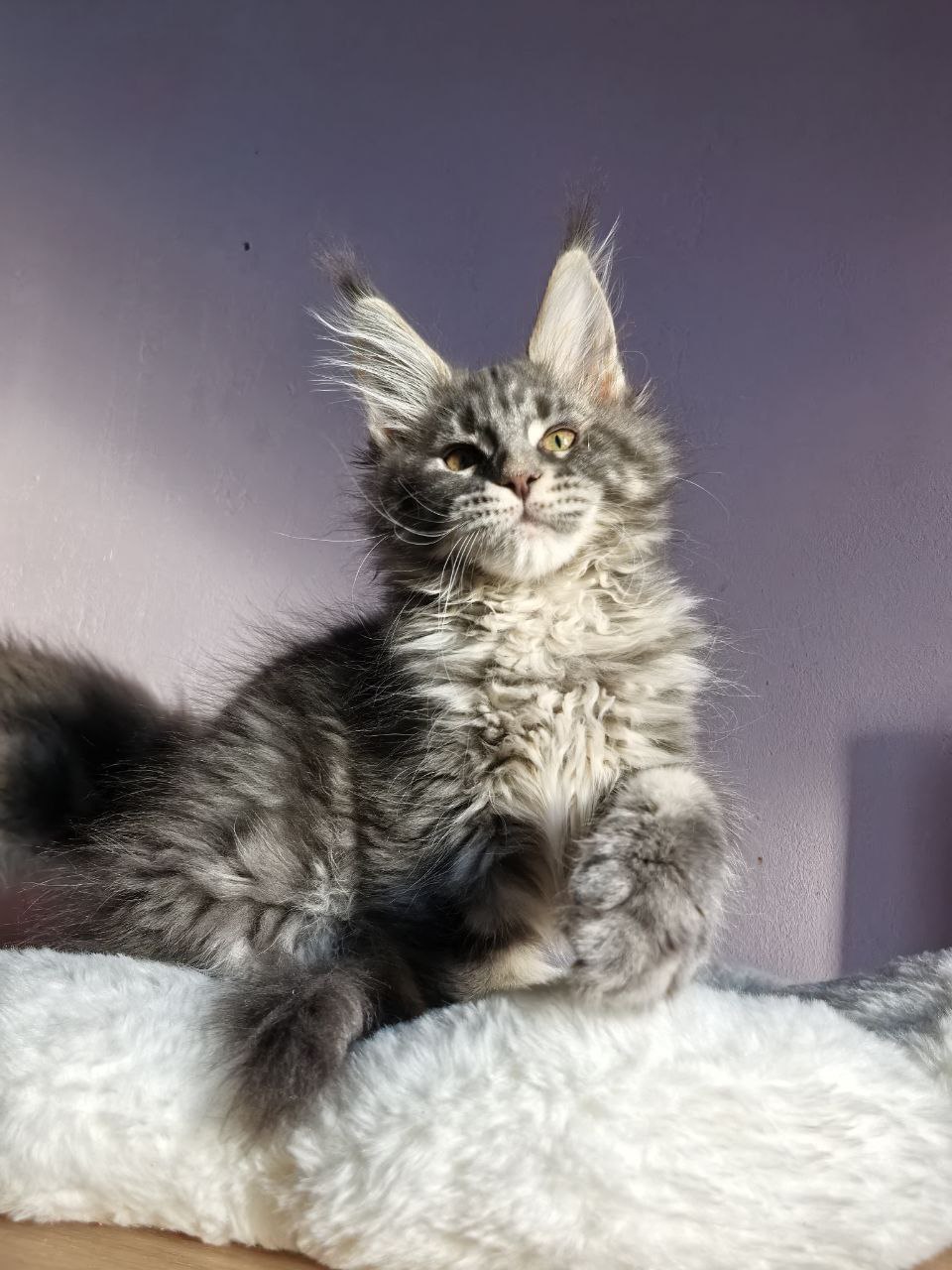 Sakura R Maine Coon kitten - Available for adoption at FavCats