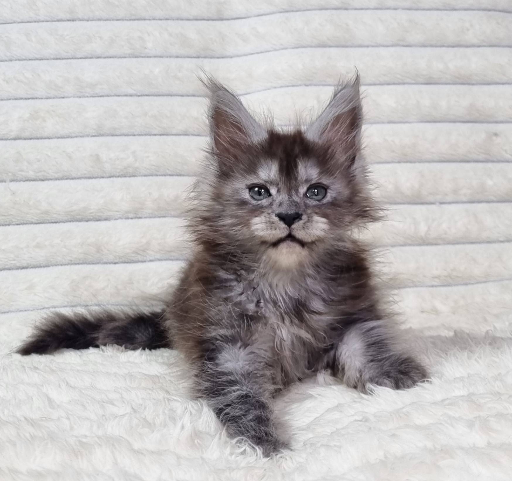 Raven U Maine Coon kitten - Available for adoption at FavCats