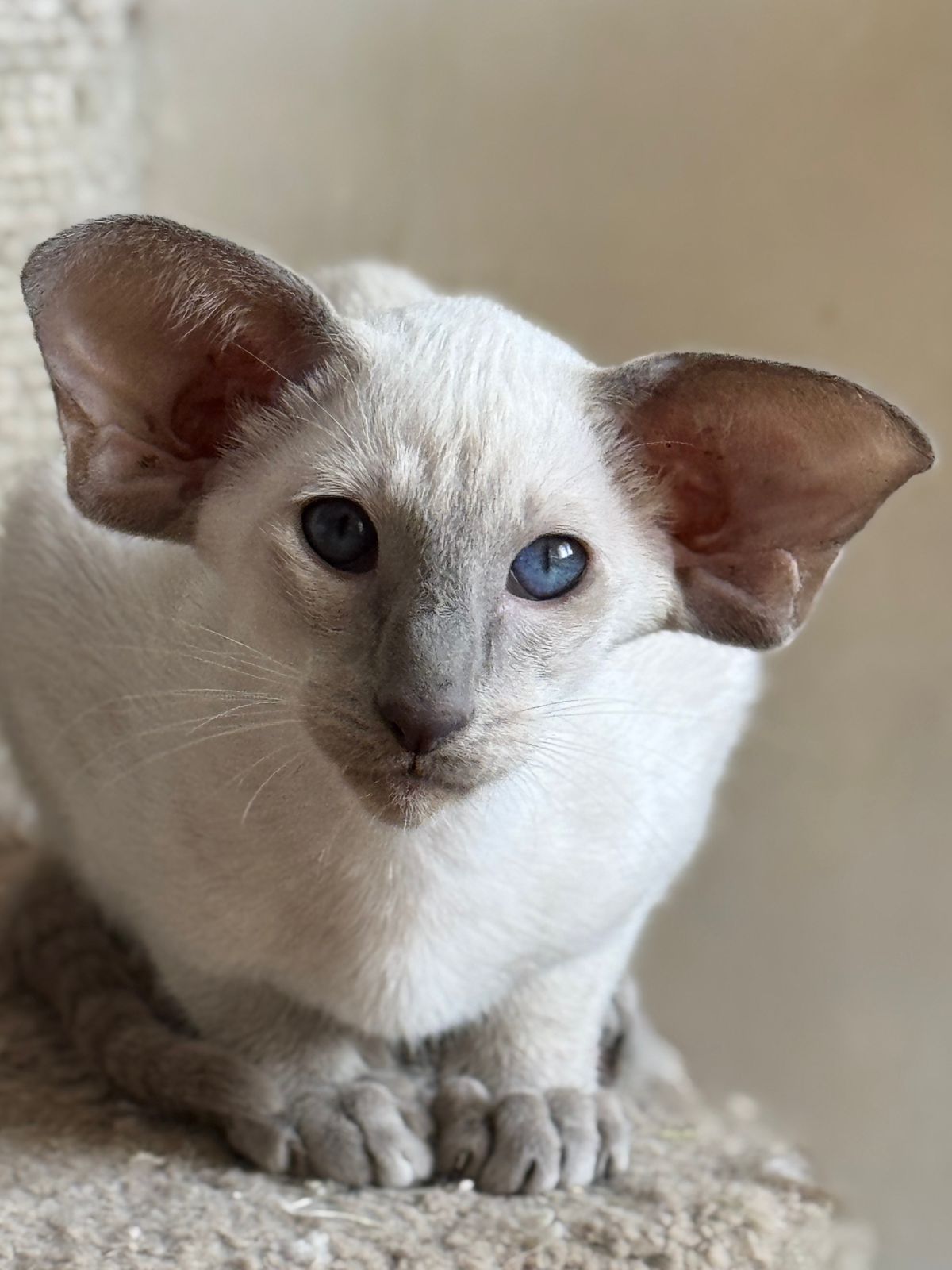 Umka R Oriental Cat kitten - Available for adoption at FavCats