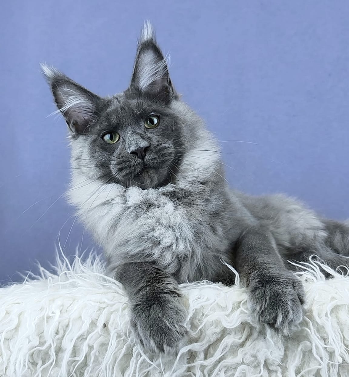 Quinett R Maine Coon kitten - Available for adoption at FavCats