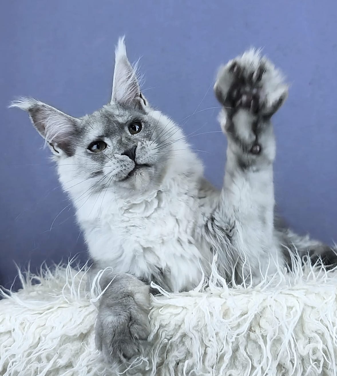 Quinlin R Maine Coon kitten - Available for adoption at FavCats