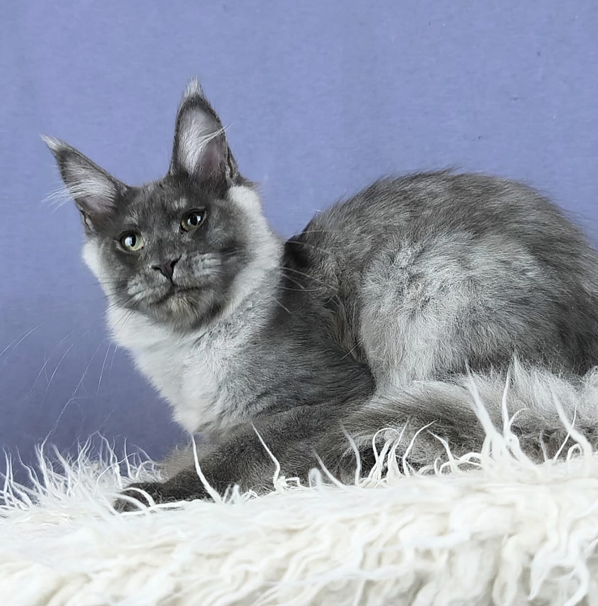 Quiana R Maine Coon kitten - Available for adoption at FavCats