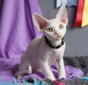 Iney after 03/20 Devon Rex Cat kitten - Available for adoption at FavCats