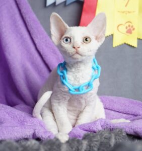 Isi R Devon Rex Cat kitten - Available for adoption at FavCats
