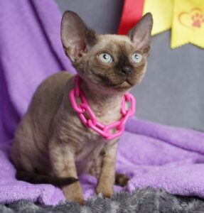 Iriska R Devon Rex Cat kitten - Available for adoption at FavCats