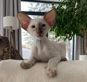 Hanter R Oriental Cat kitten - Available for adoption at FavCats