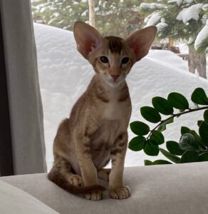 Hilli R Oriental Cat kitten - Available for adoption at FavCats