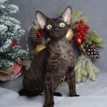 Gloria after 03/12 thumbnail