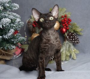 Gloria after 03/12 Devon Rex Cat kitten - Available for adoption at FavCats