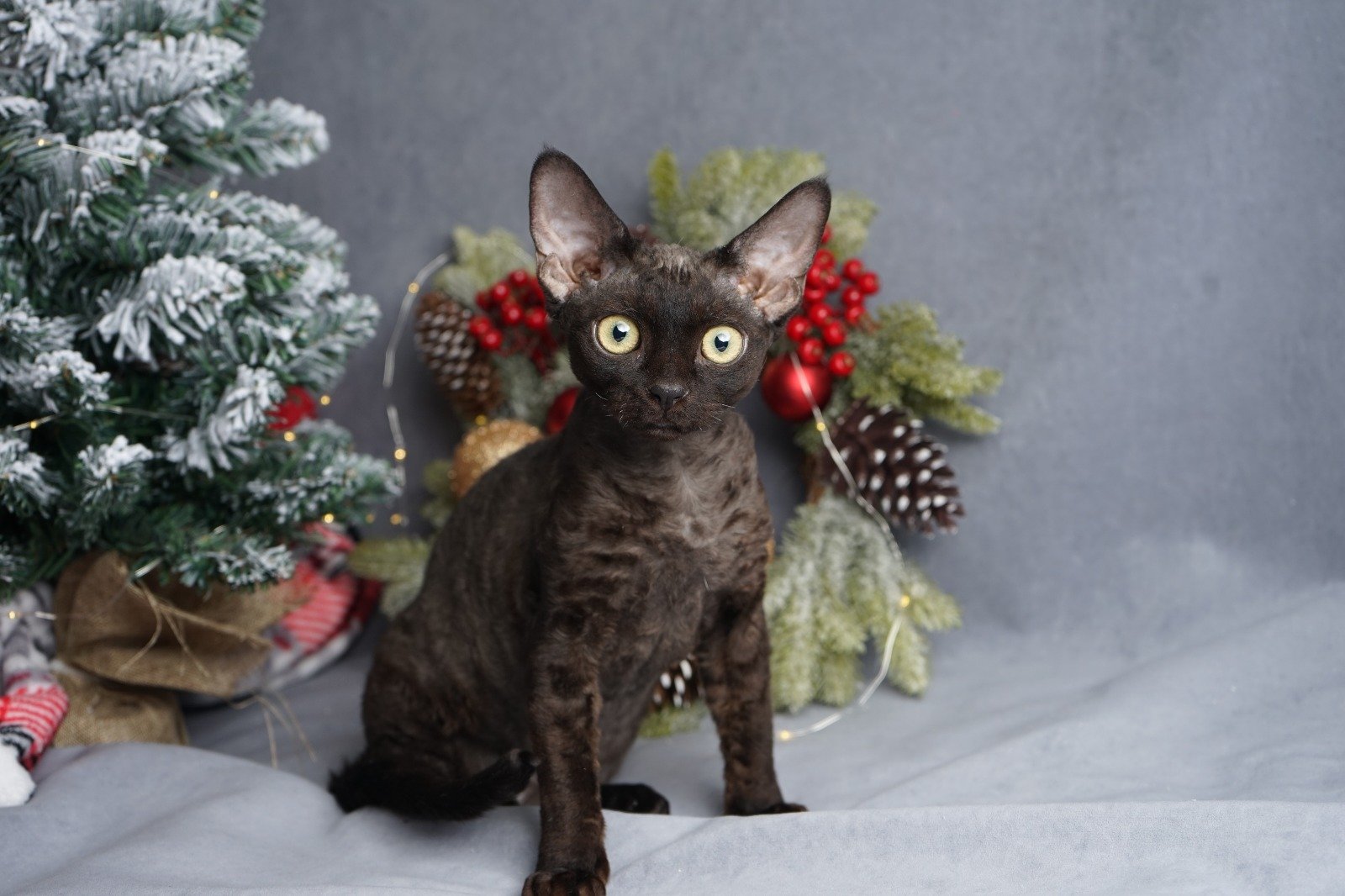 Gloria after 03/12 thumbnail