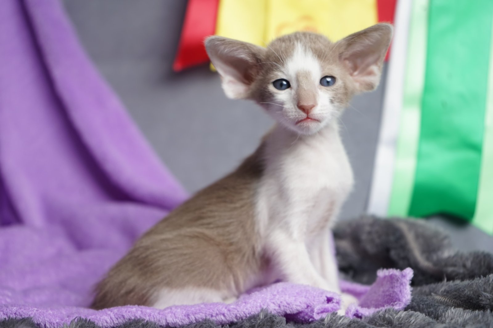 Jonny R Oriental Cat kitten - Available for adoption at FavCats