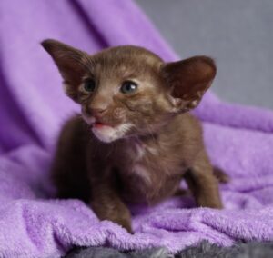 Jasmine R Oriental Cat kitten - Available for adoption at FavCats