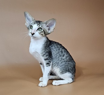 Lollipop U thumbnail