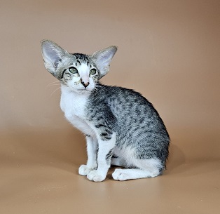 Lollipop U Oriental Cat kitten - Available for adoption at FavCats