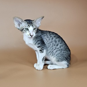 Lollipop U thumbnail