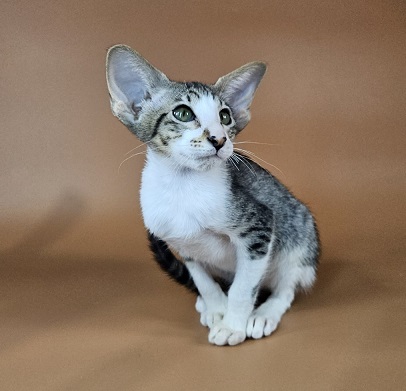 Lollipop U thumbnail