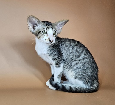 Lollipop U thumbnail