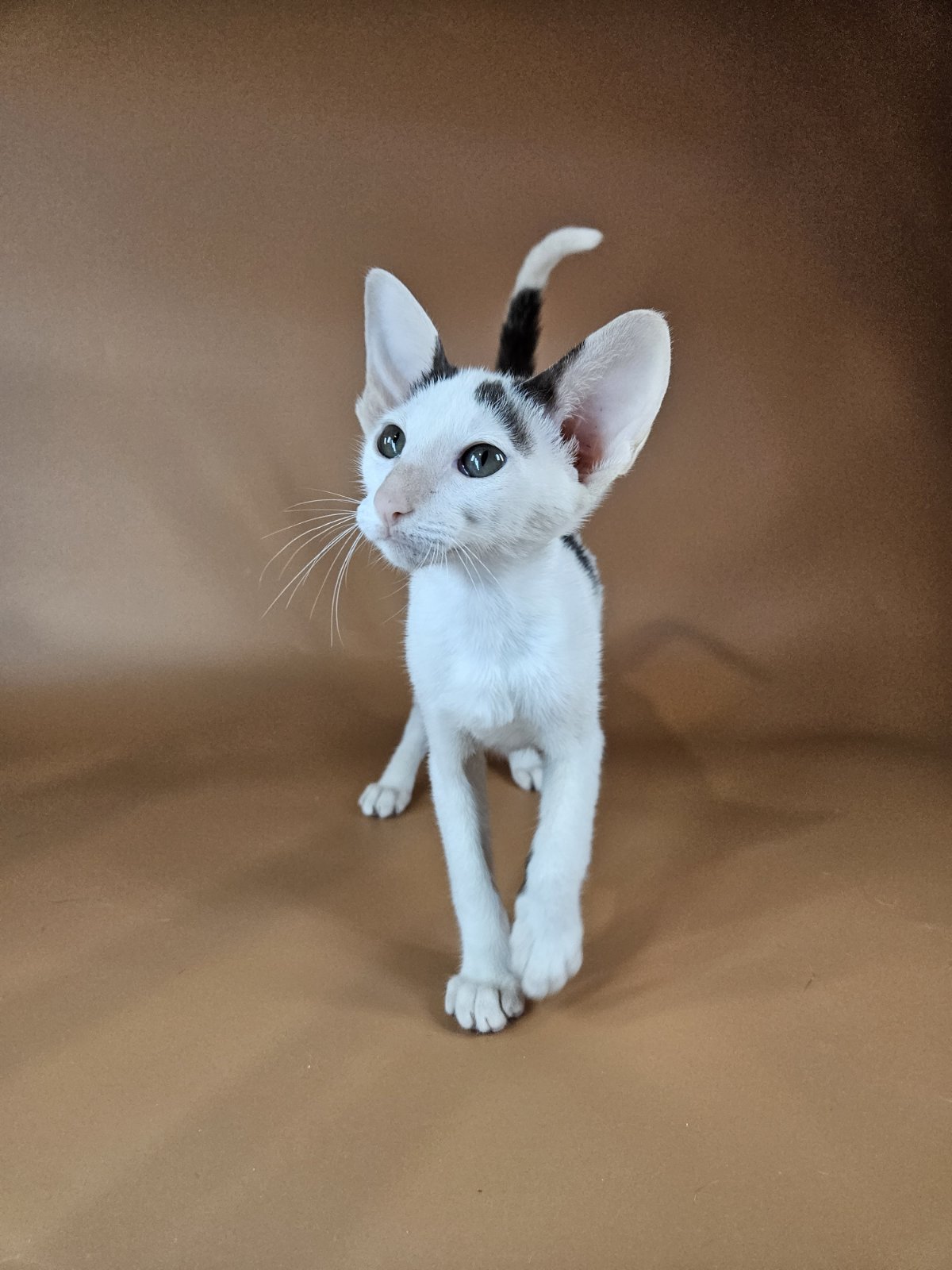 Oreo U thumbnail