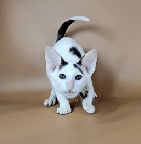 Oreo U