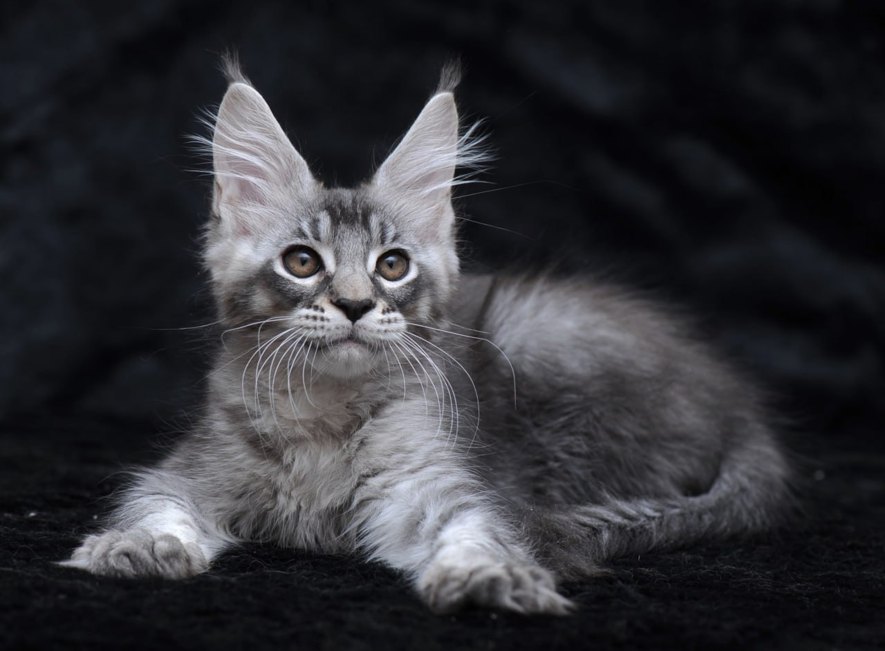 Potap R Maine Coon kitten - Available for adoption at FavCats