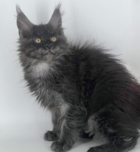Laska after 03/30 Maine Coon kitten - Available for adoption at FavCats