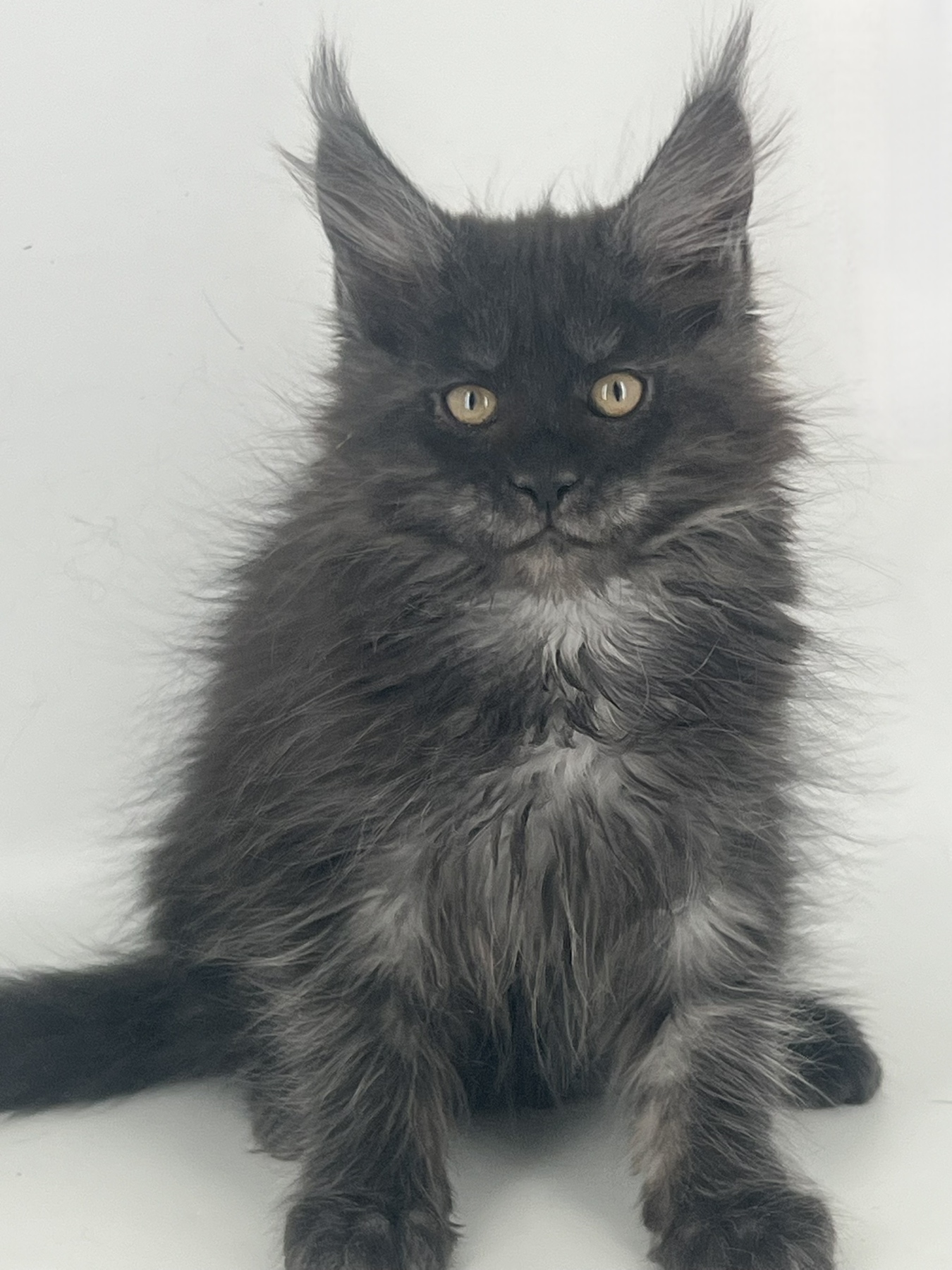 Laska after 03/30 thumbnail