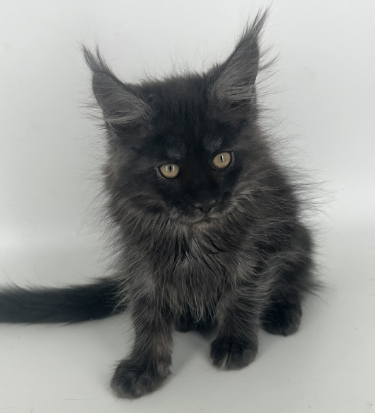 Laska after 03/30 thumbnail