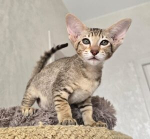 Ari R Oriental Cat kitten - Available for adoption at FavCats