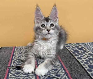 Italy U Maine Coon kitten - Available for adoption at FavCats
