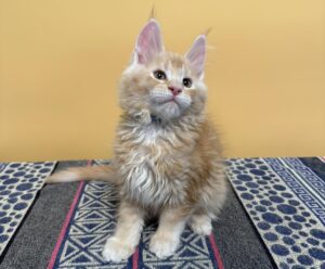 Jean U Maine Coon kitten - Available for adoption at FavCats