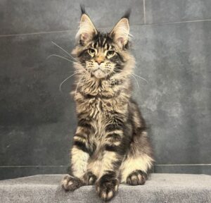 Champion U Maine Coon kitten - Available for adoption at FavCats