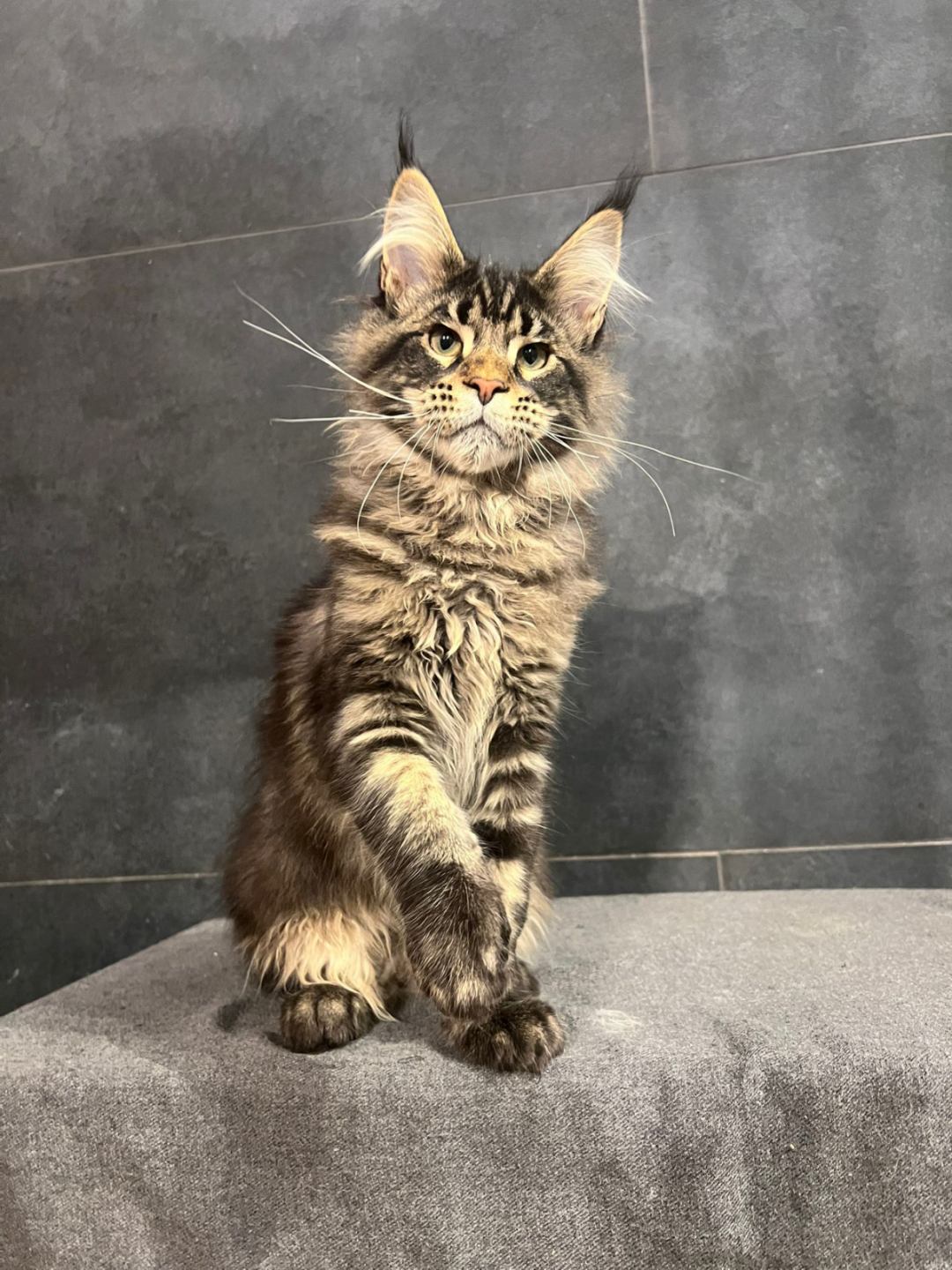 Champion U thumbnail