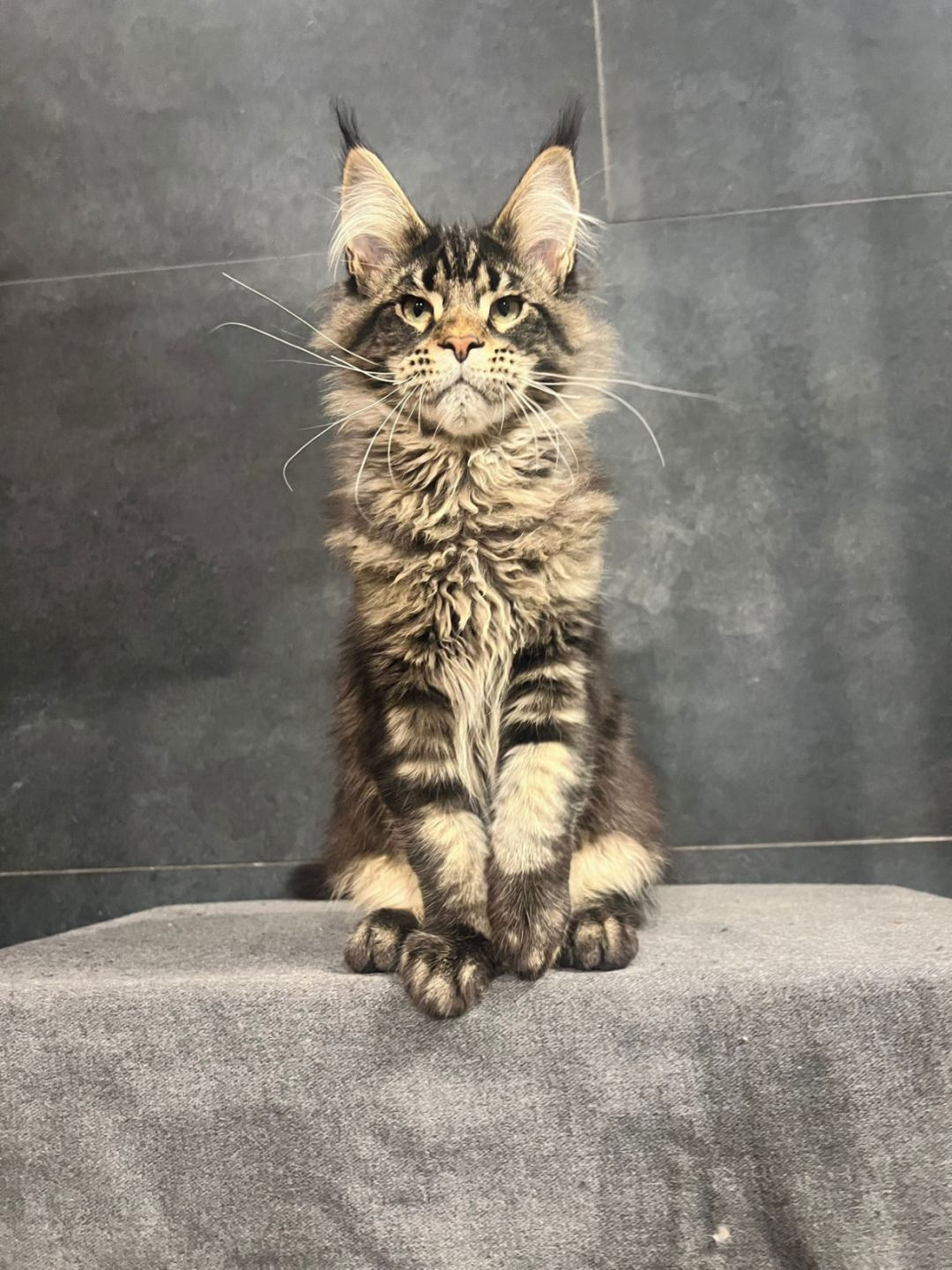 Champion U thumbnail