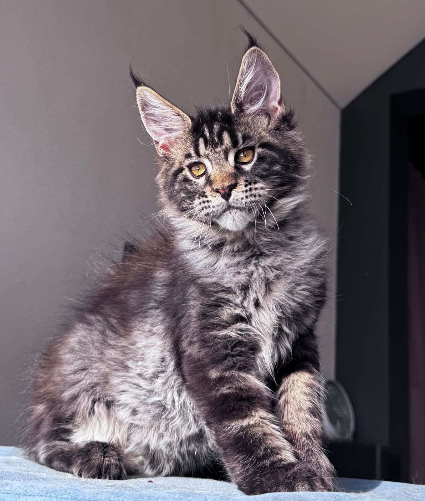 Noelle R Maine Coon kitten - Available for adoption at FavCats