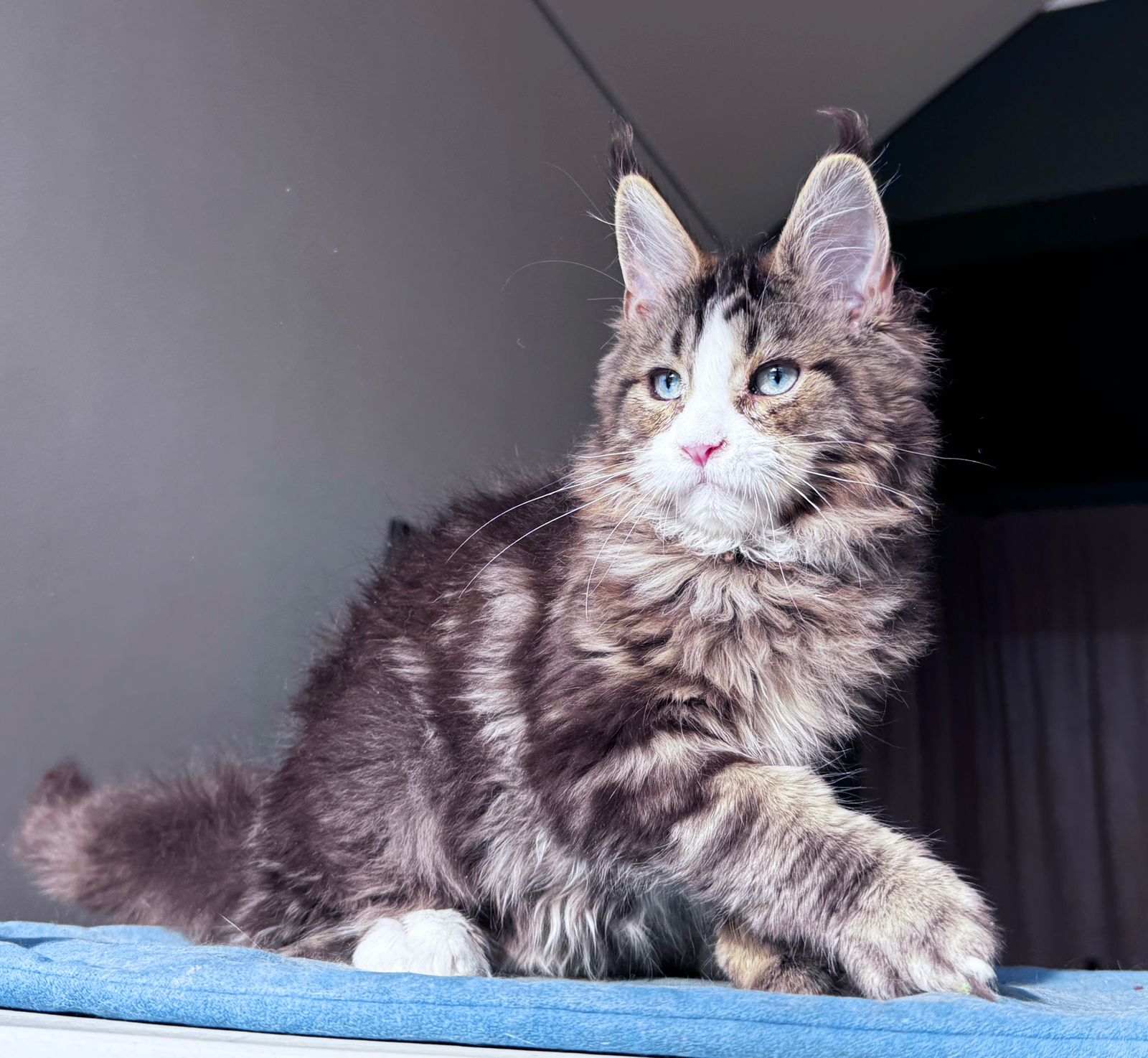 Molly R Maine Coon kitten - Available for adoption at FavCats